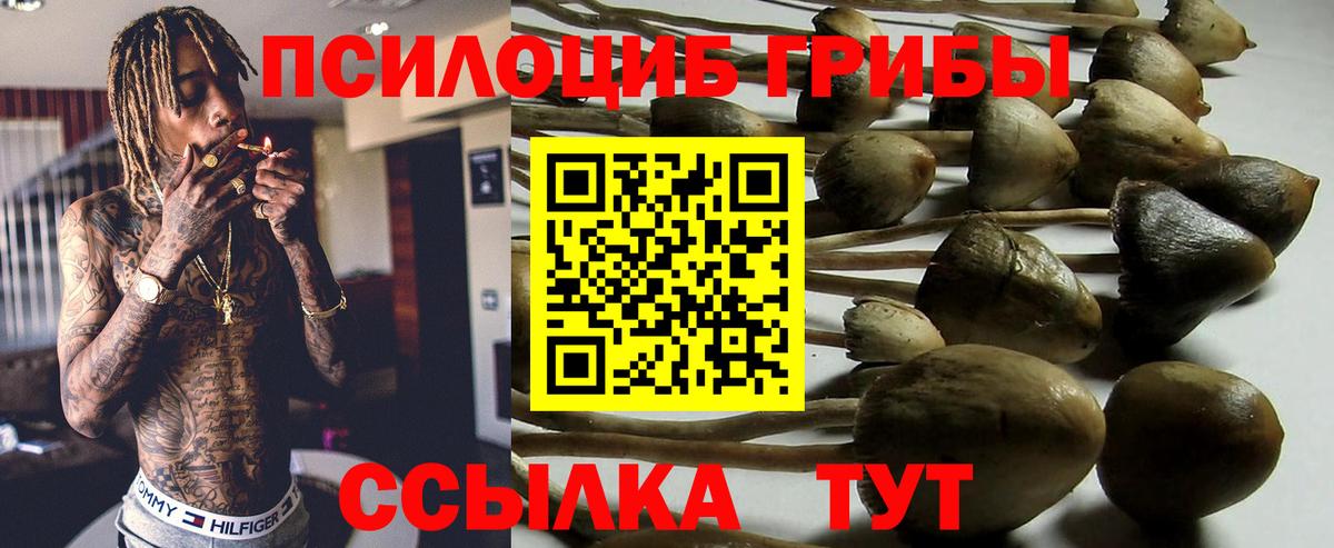где купить наркотик  Вход с VPN  Лениногорск  Галлюциногенные грибы Magic Shrooms  Галлюциногенные грибы Psilocybine cubensis 